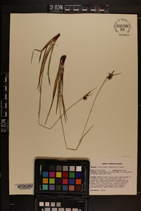 Carex elliottii image