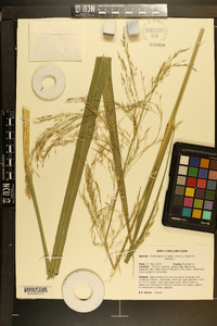 Zizania miliacea image