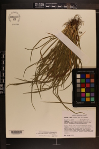 Carex cumberlandensis image