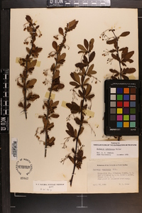 Berberis canadensis image