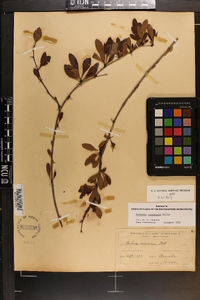 Berberis canadensis image