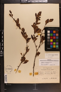 Berberis canadensis image