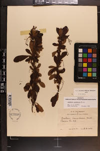 Berberis canadensis image