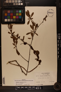 Berberis canadensis image