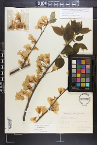 Halesia carolina image