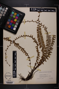 Adiantum caudatum image