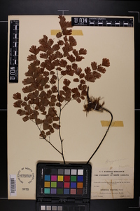 Adiantum tenerum image