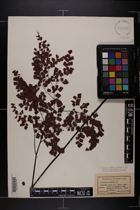 Adiantum tenerum image