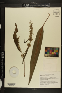 Rumex verticillatus image