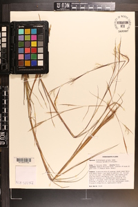 Andropogon gyrans image