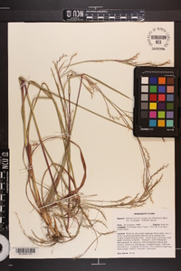 Schizachyrium scoparium var. divergens image