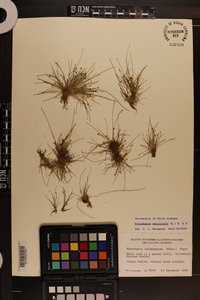 Eleocharis geniculata image