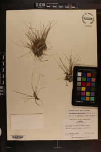 Eleocharis geniculata image