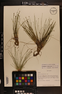 Eleocharis geniculata image