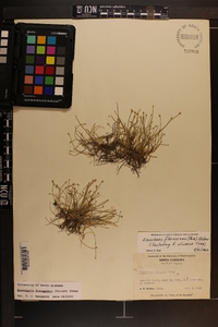 Eleocharis flavescens image