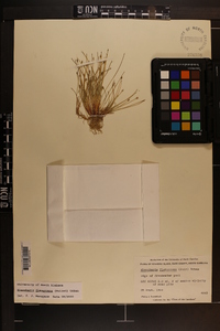 Eleocharis flavescens image