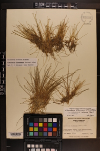 Eleocharis flavescens image