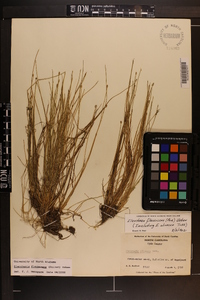 Eleocharis flavescens image