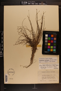 Eleocharis flavescens image