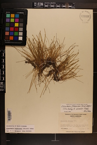 Eleocharis flavescens image