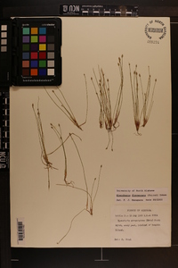 Eleocharis flavescens image