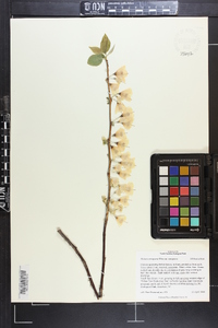 Halesia carolina image