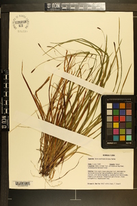 Carex austrocaroliniana image