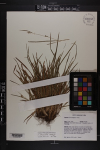 Carex abscondita image