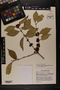 Lonicera maackii image