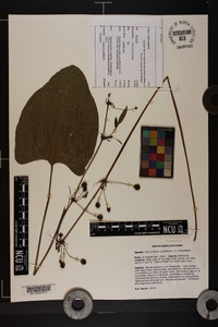 Echinodorus cordifolius image