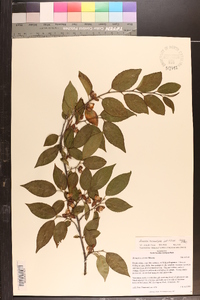 Stewartia monadelpha image