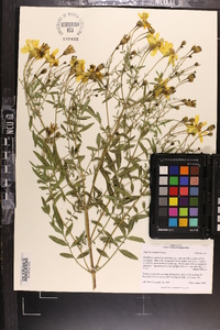 Tagetes lemmonii image