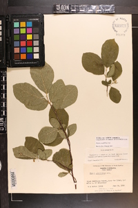 Styrax grandifolius image