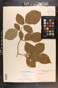 Styrax grandifolius image