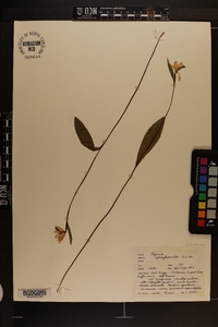 Pogonia ophioglossoides image