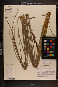 Carex venusta image