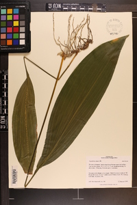 Aspidistra elatior image