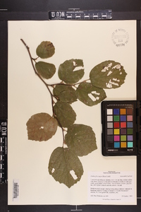 Fothergilla major image