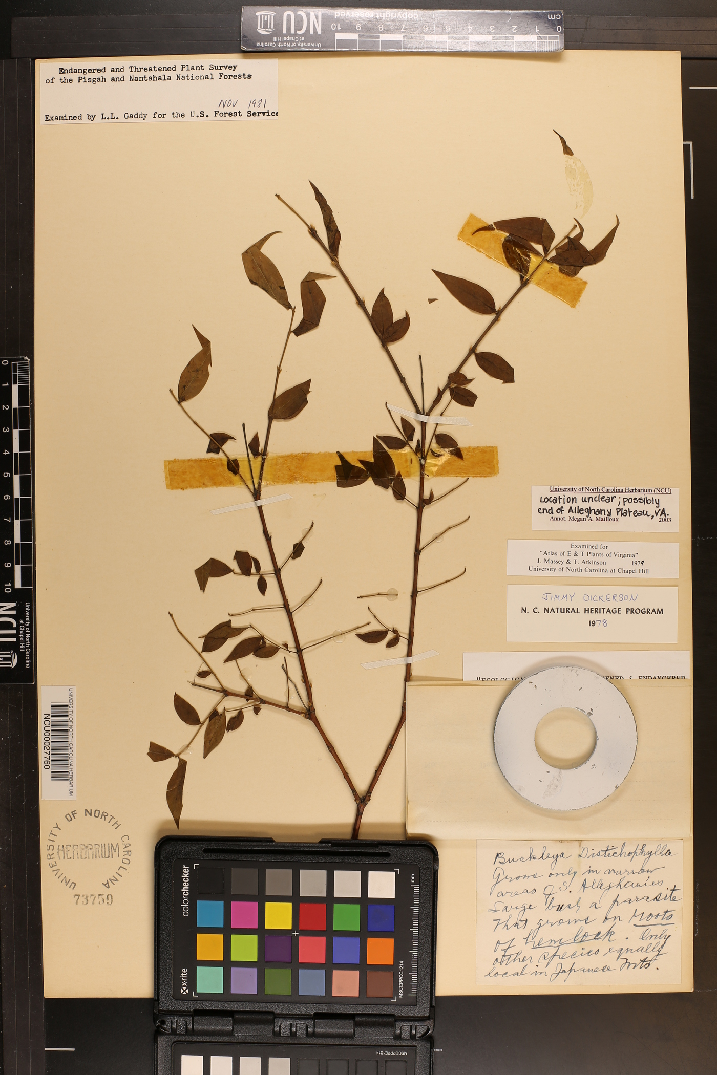 Buckleya distichophylla image