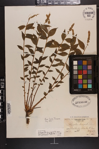 Polygala senega image