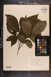 Carya carolinae-septentrionalis image
