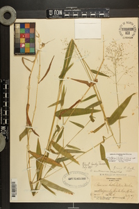 Dichanthelium dichotomum var. ramulosum image