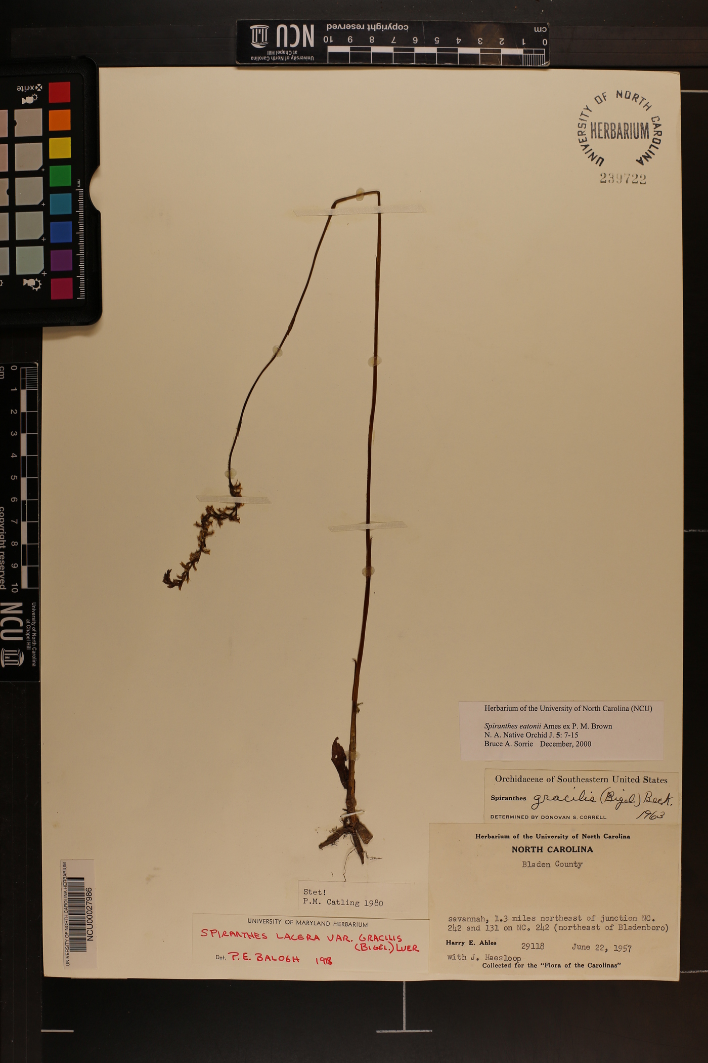 Spiranthes eatonii image