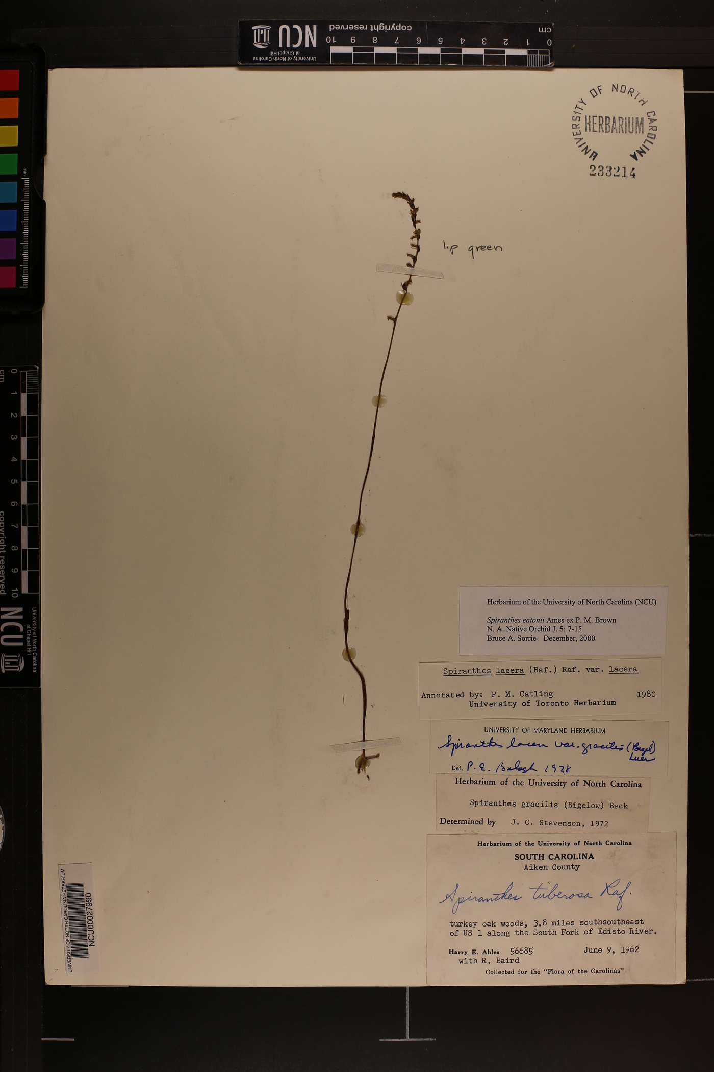 Spiranthes eatonii image