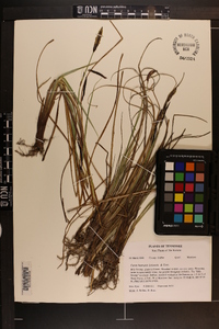 Carex barrattii image