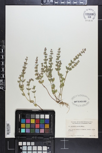 Scutellaria parvula image