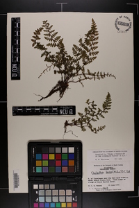 Myriopteris lanosa image