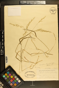 Sphenopholis intermedia image