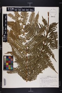 Pteris tripartita image