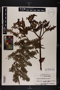 Pteris tripartita image